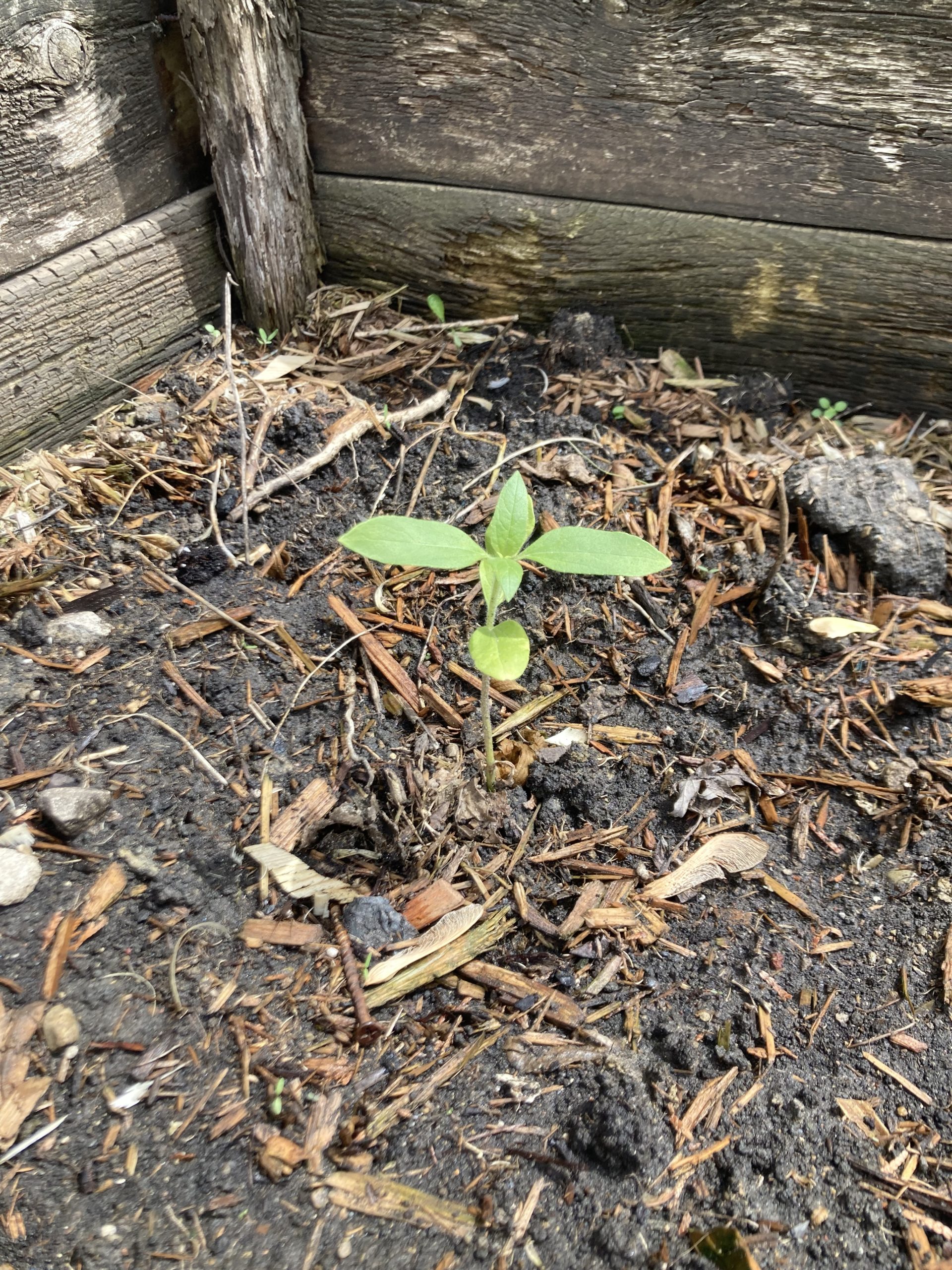 sunflower beginning to grow